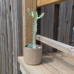 Modern Chevron Glazed Ceramic Pottery 5" Planter